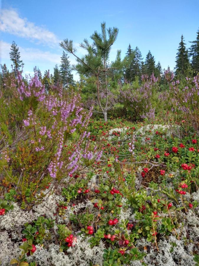 Stuga Glaskogen Glava Exteriör bild